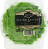 Living lettuce - Product