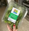 Organic baby lettuce - Product