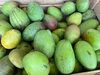mangue peters import - Product