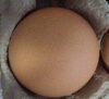 Eggs - Product