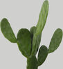 Nopales (Cactus) - Producto