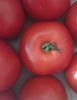 Tomate ronde rouge - Product