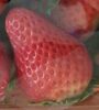 Strawberries - Producte