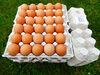 Gros oeufs Plein Air Breizh'on egg - Produit