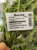 Rucola Salat - Produkt