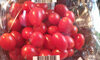 Mini Roma Tomaten - Produit