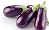 Egg Plant - Product