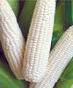 Maize Packaging - Product