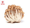 Brown Shimeji Mushrooms - Product