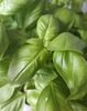 Basilic en pot Bio (Belgique) - Produkt