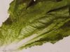 Salade Romaine - Product