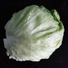 Salade iceberg - نتاج
