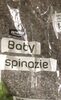 Babyspinazie - Product