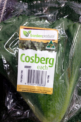Cosberg Lettuce - Product
